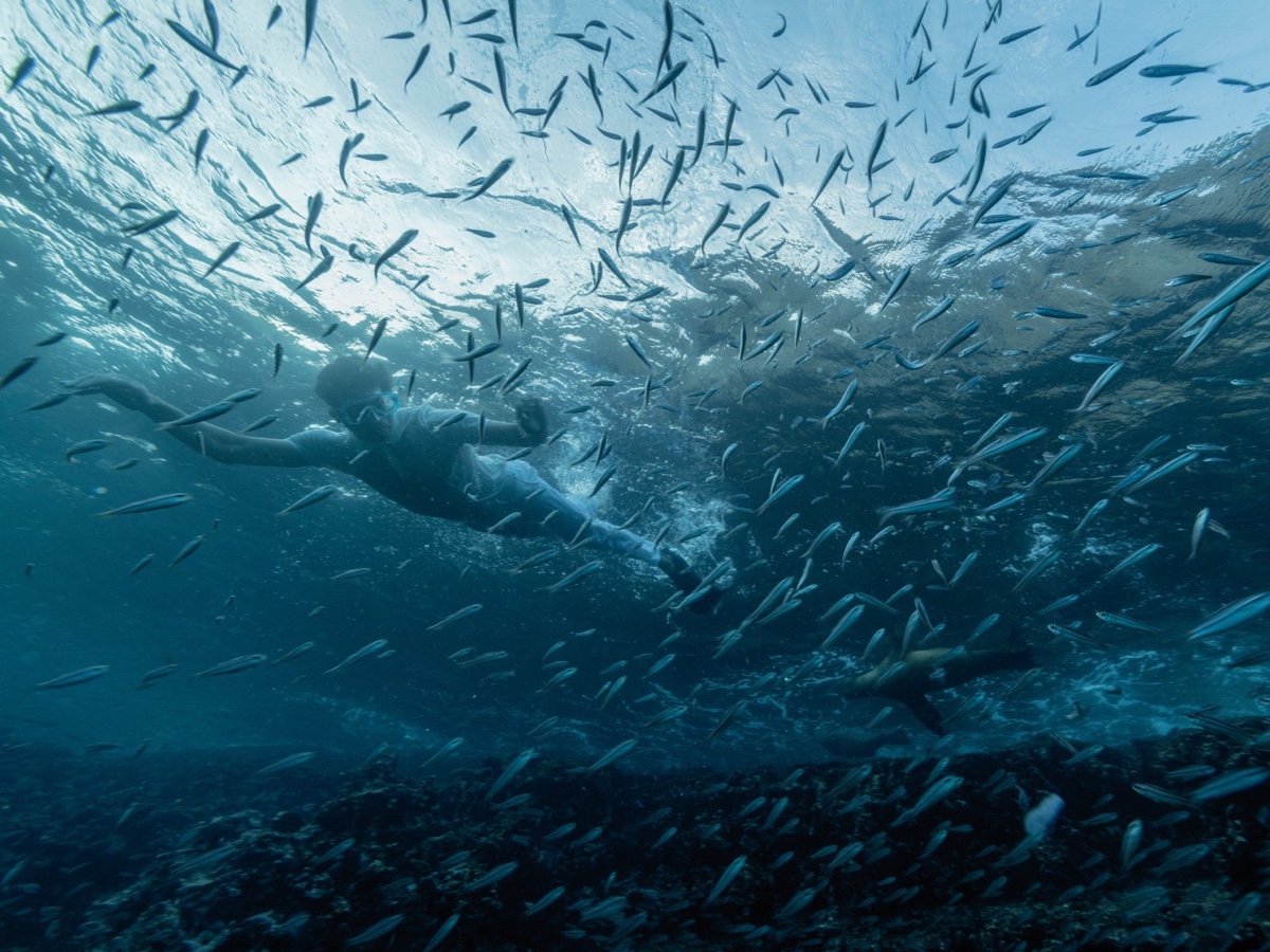 STEFANO RICCI EXPLORER GALÁPAGOS